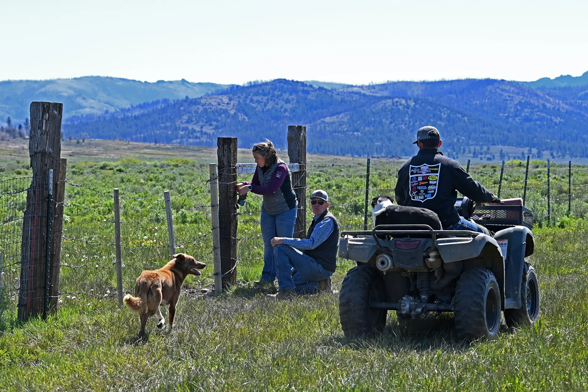 In a pasture, Tina fastens a camera to fence post as Ken turns to speak to Dan, who is driving an ATV with a black and white dog on the back. A brown dog walks toward them. 