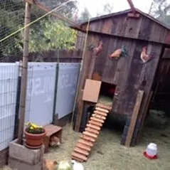 chicken coop and waterer