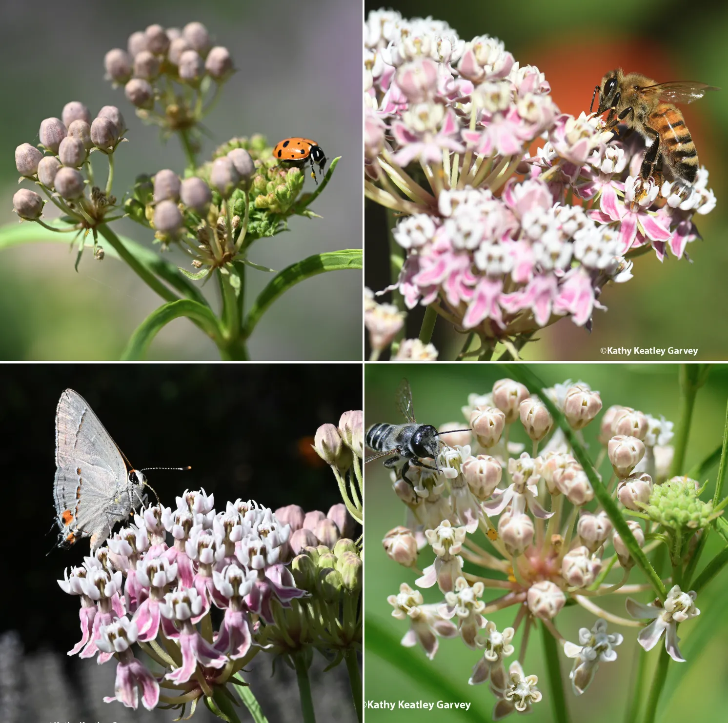 A lady beetle, honey bee, gray hairstreak butterfly and a leafcutter bee on narrowleaf milkweed. Photo by Kathy Keatley Garvey