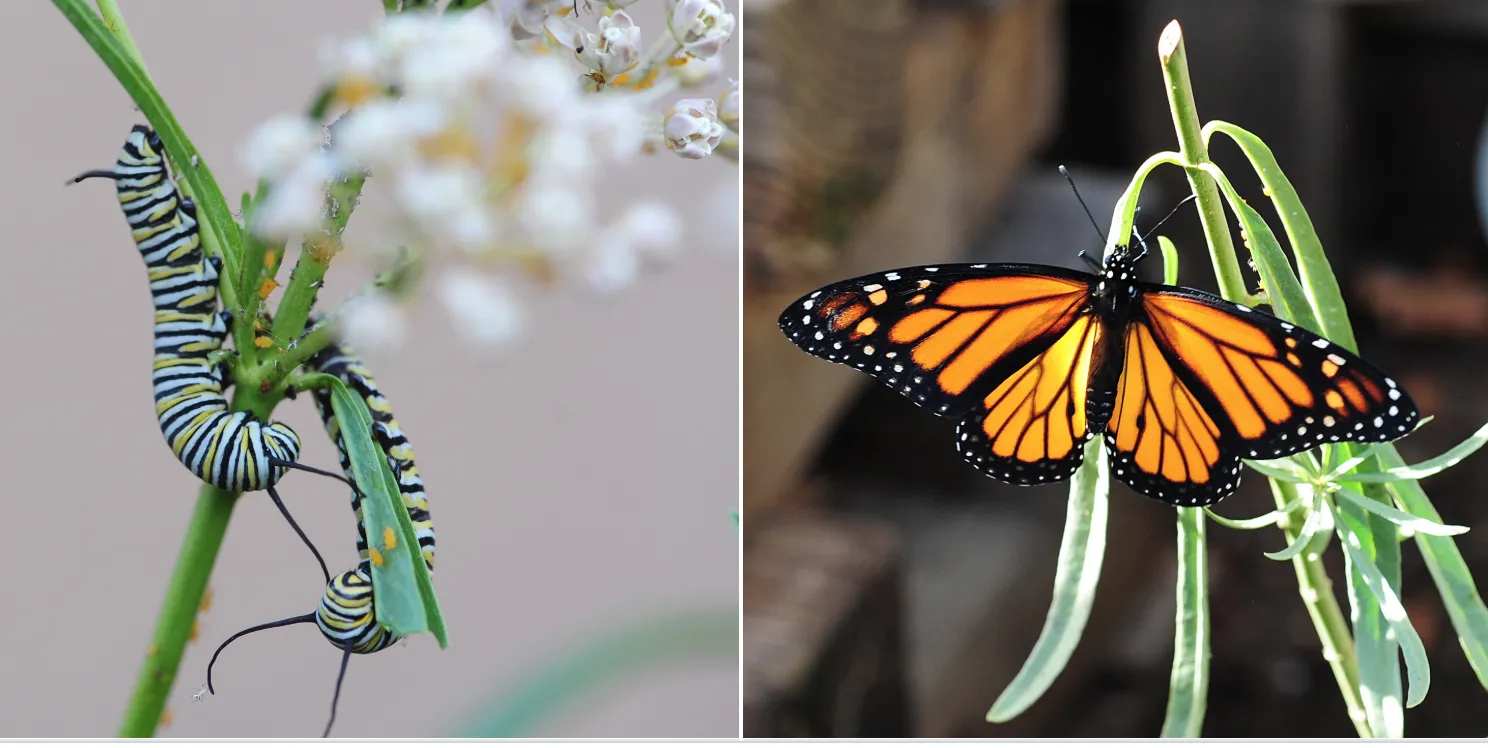 Monarch caterpillars munching on narrowleaf milkweed, and an monarch butterfly foraging on the milkweed. (Photo by Kathy Keatley Garvey)