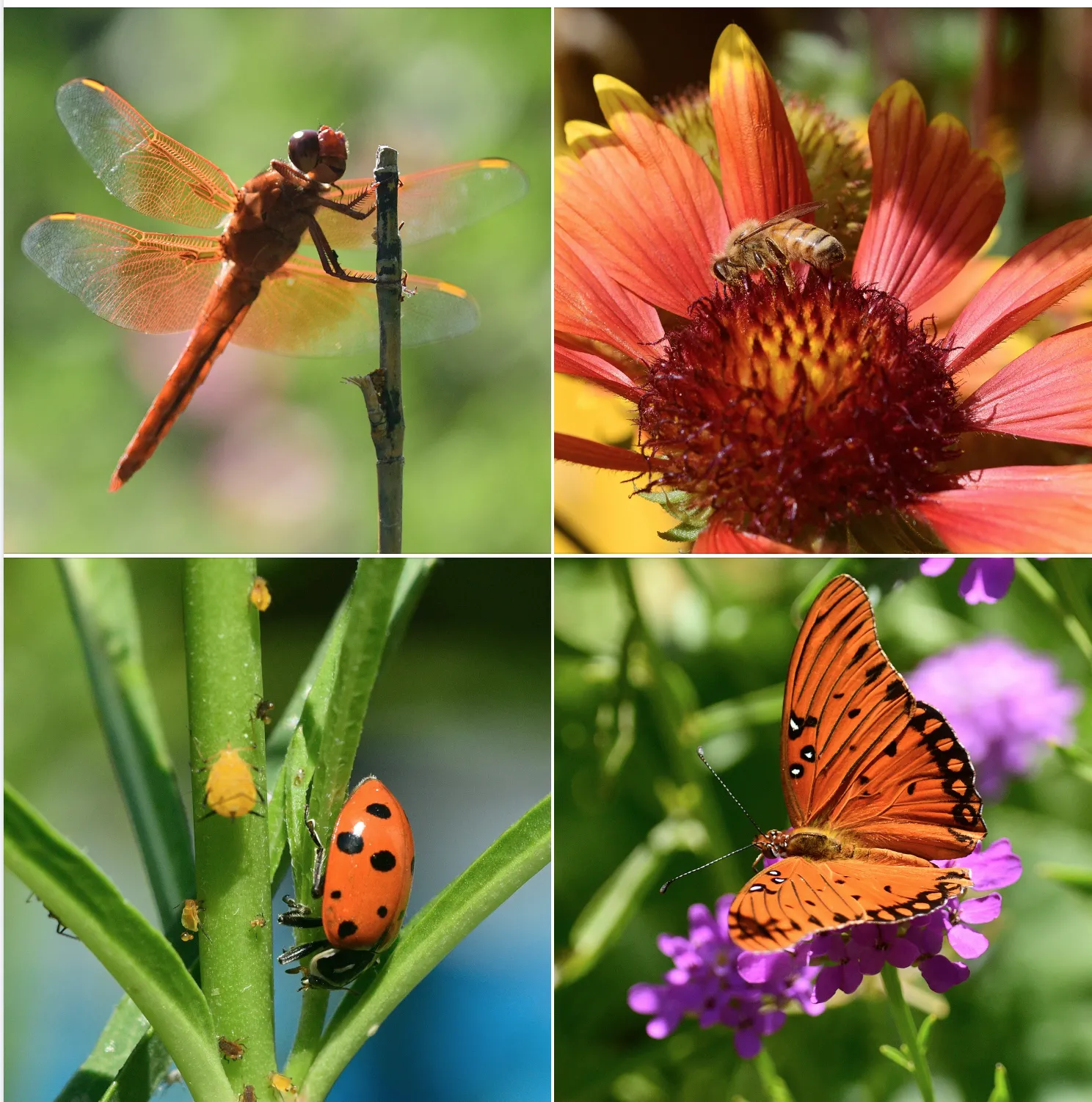 A flame skimmer dragonfly, honey bee, lady beetle and gulf fritillary. (Photo by Kathy Keatley Garvey