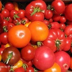 Tomatoes