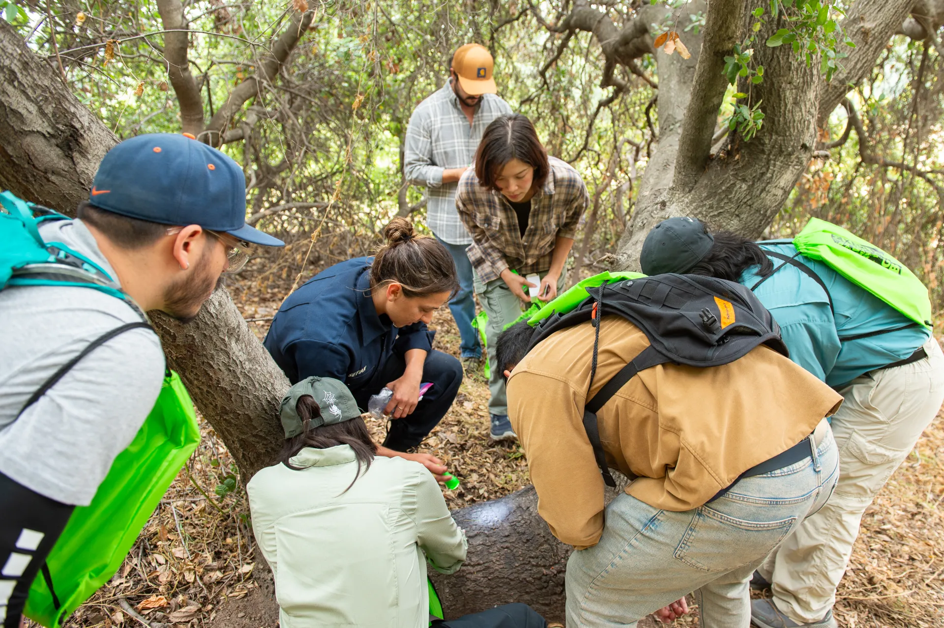 Volunteers at the goldspotted oak borer blitz gather around an oak tree to look for beetles.