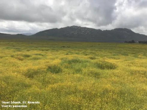 A carpet of yellow flowers over a large natural area with a mountain range in the background.