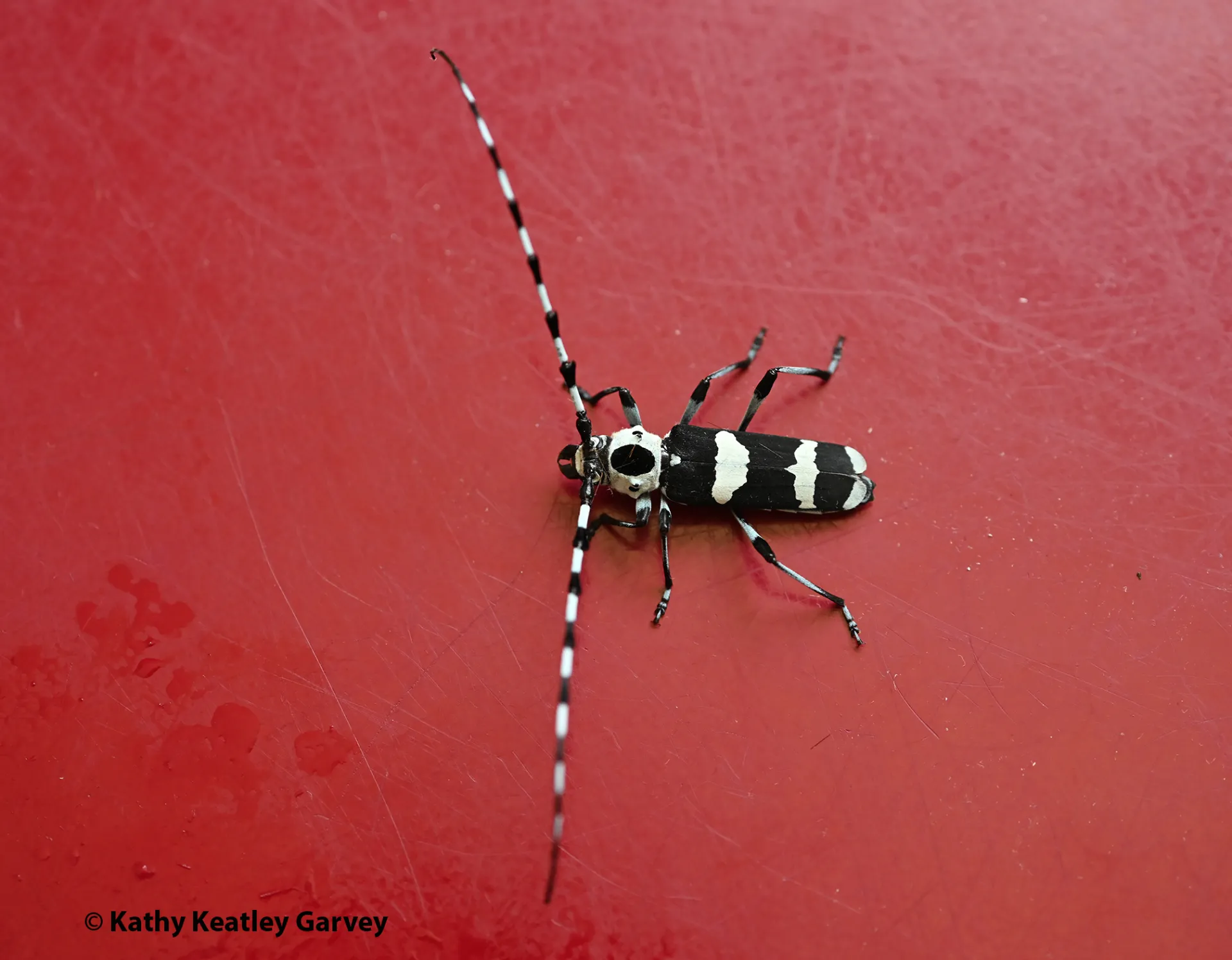 Banded alder borer on freshly painted bollard at a Vacaville supermarket. (Photo by Kathy Keatley Garvey)