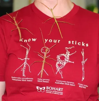 The Bohart Museum's stick insect T-shirt. (Photo by Kathy Keatley Garvey)