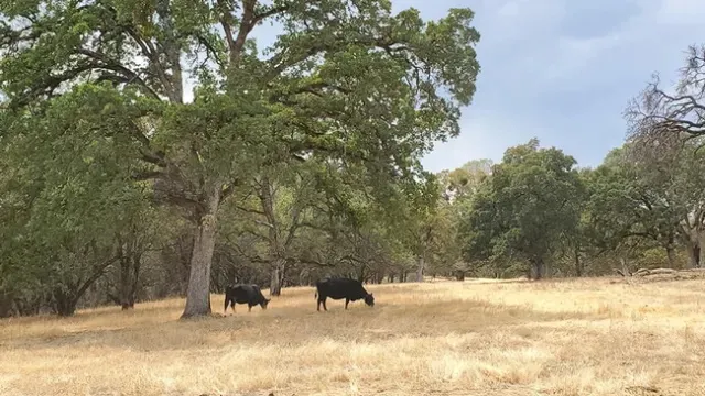Vacas nómadas pastando en los pastizales.