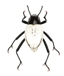 A "white" darkling beetle. (Image by Iris Quayle)