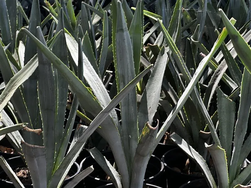 La promesa del agave.