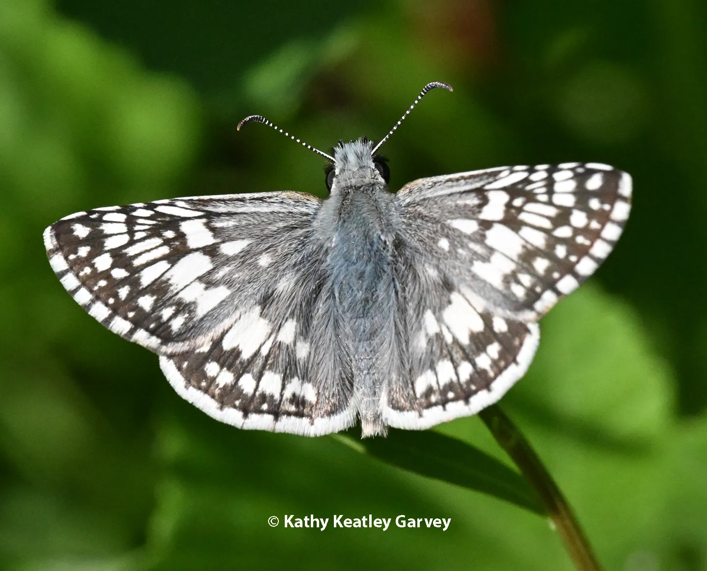 Common checkered skipper butterfly. (Photo by Kathy Keatley Garvey)