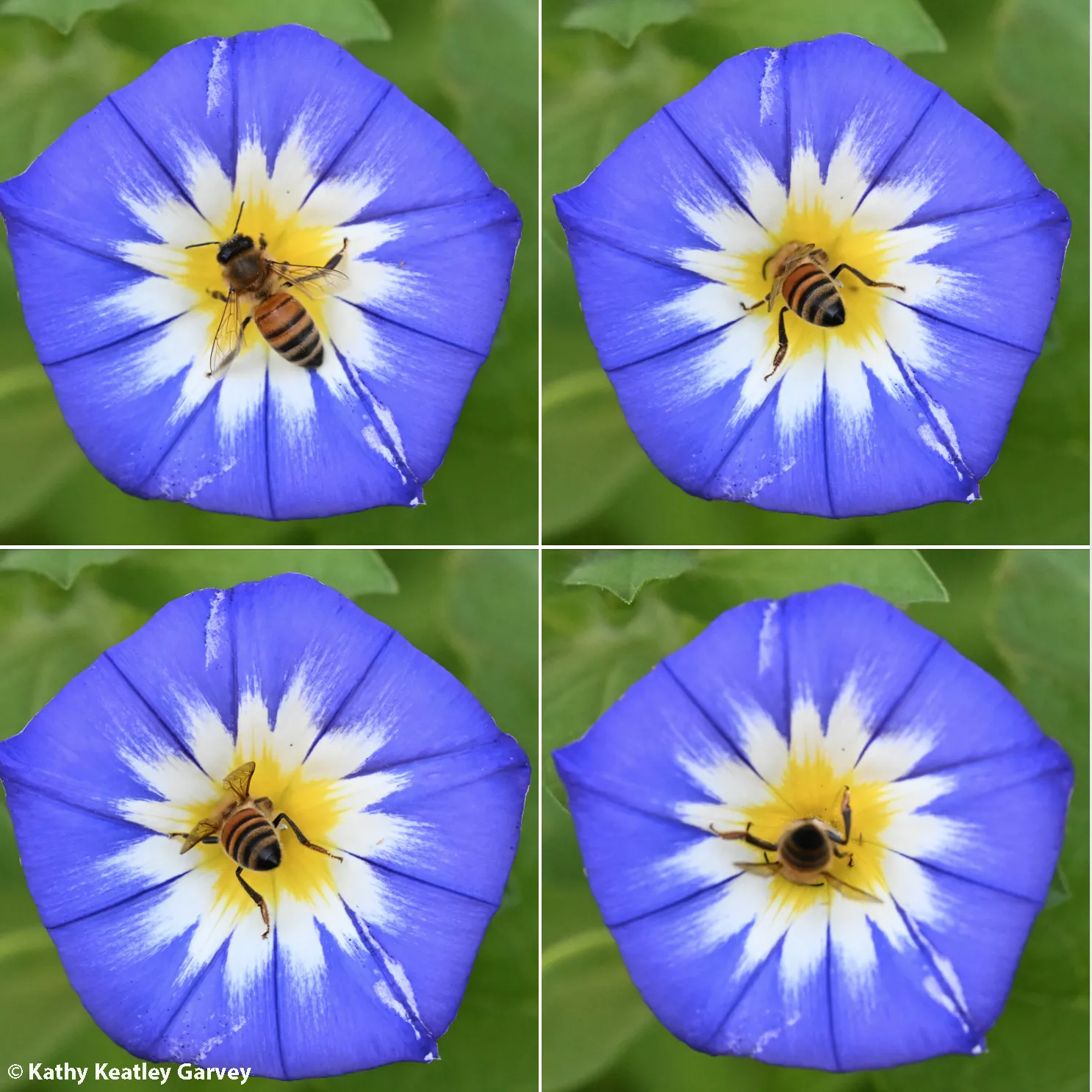 Honey bees love this morning glory. (Photos by Kathy Keatley Garvey)