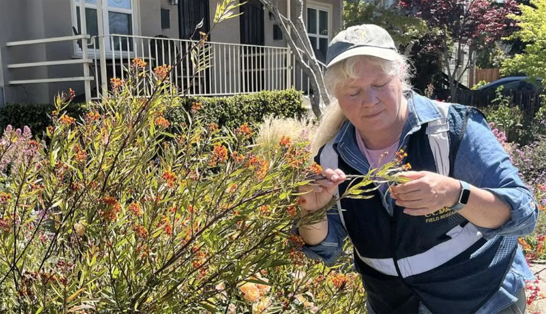 rofessor Elizabeth Crone, Department of Evolution and Ecology, checks a non-native milkweed in the San Francisco Bay Area for monarch butterfly eggs and caterpillars. Known for long-distance migrations, monarchs have also established year-round populations in suburban areas. A study by Crone and colleagues shows that these year-round populations are separate from the migrating population and therefore do not pose a problem for monarch conservation. (Photo by Sylvie Finn)
