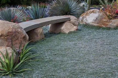 Dymondia turfgrass alternative