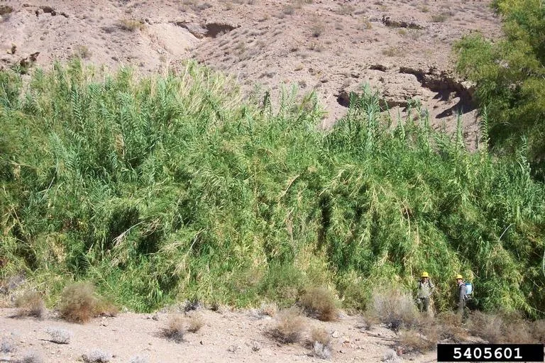 Photo by Bonnie Million, Bureau of Land Management, Bugwood.org. Tall, green stalks of giant reed towering over two humans standing in front.
