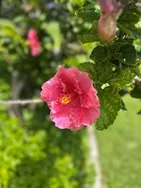 pink hibiscus flower