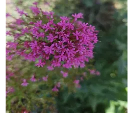 magenta colored jupiter's beard flower