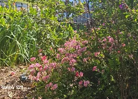 pink flowering geranium plants