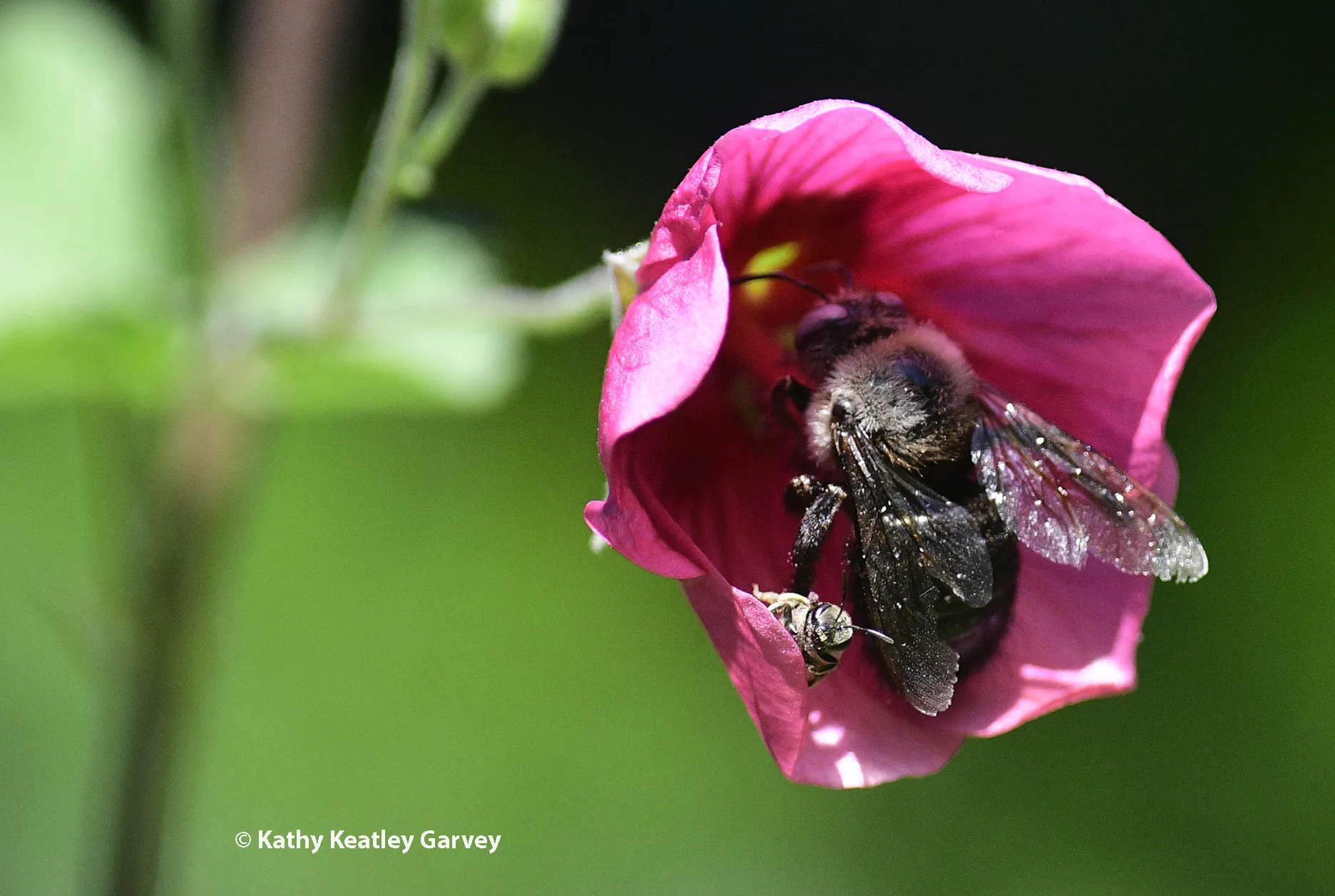 "I'm in!" The sweat bee grabs a spot. (Photo by Kathy Keatley Garvey)