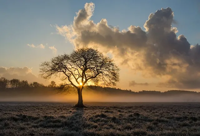 lone tree with sun shining behind with big clouds