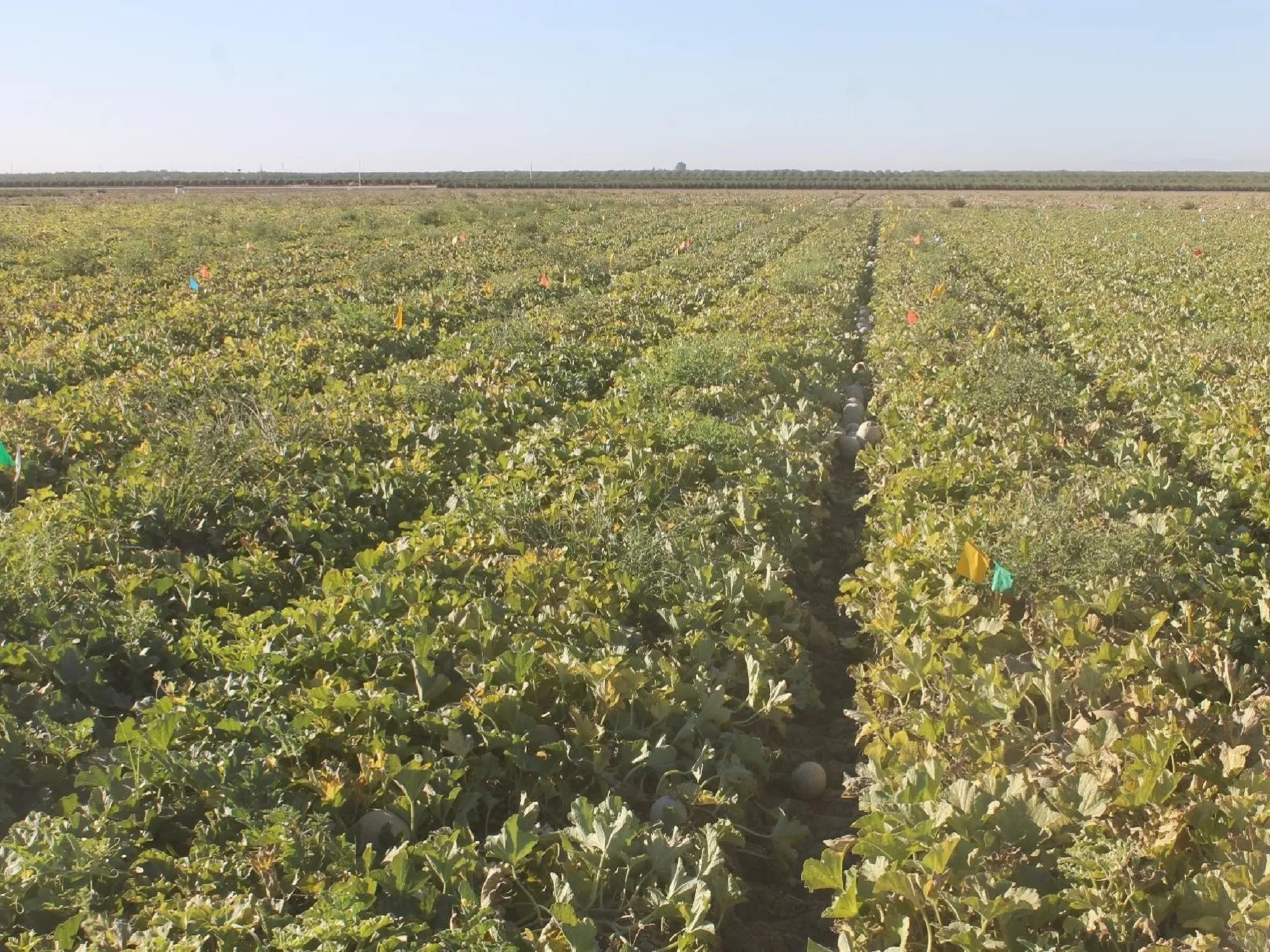 Melon field