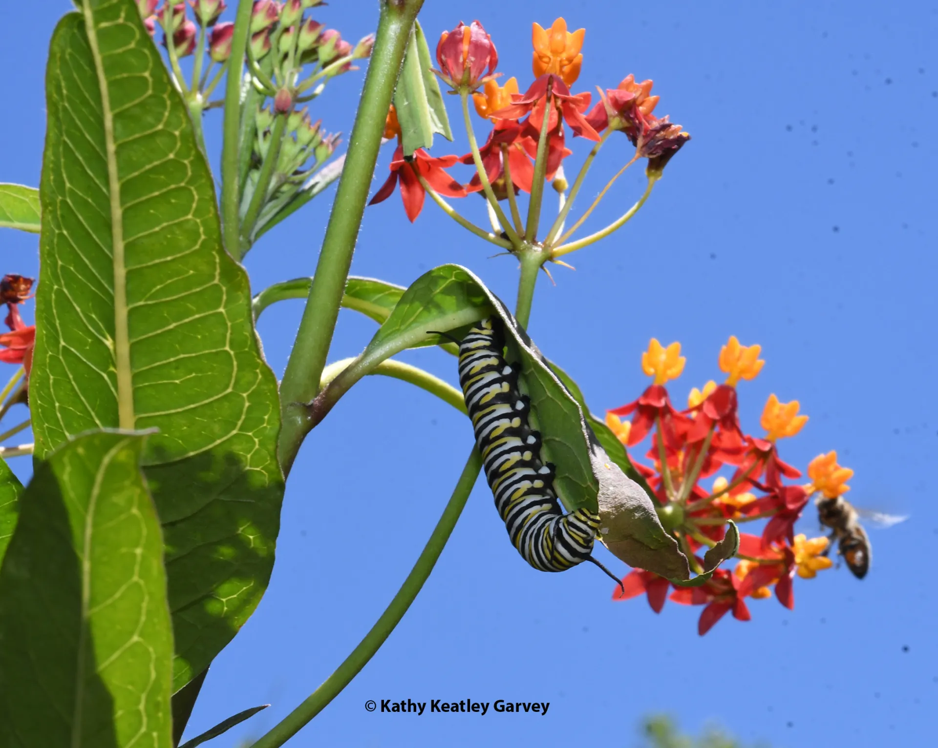 A monarch caterpillar and bee sharing a tropical milkweed. (Photo by Kathy Keatley Garvey)