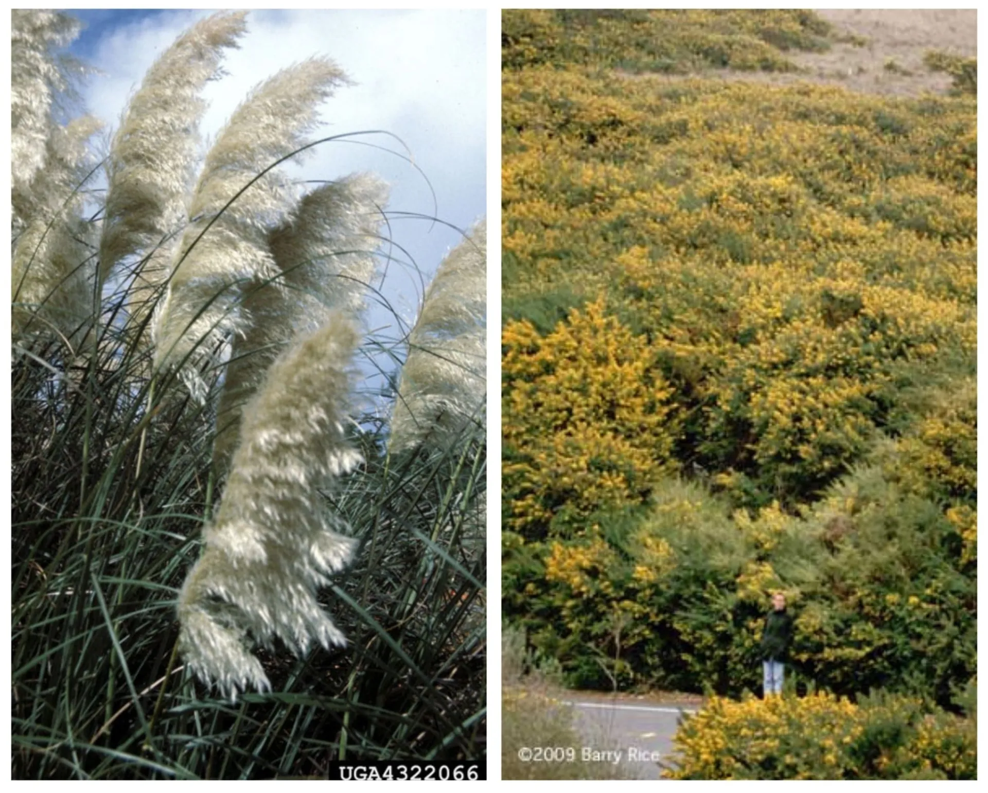 Tall, white, fluffy seed stalks of pampasgrass and a hillside covered with green French broom shrubs covered with yellow flowers. 
