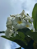 white plumeria flower