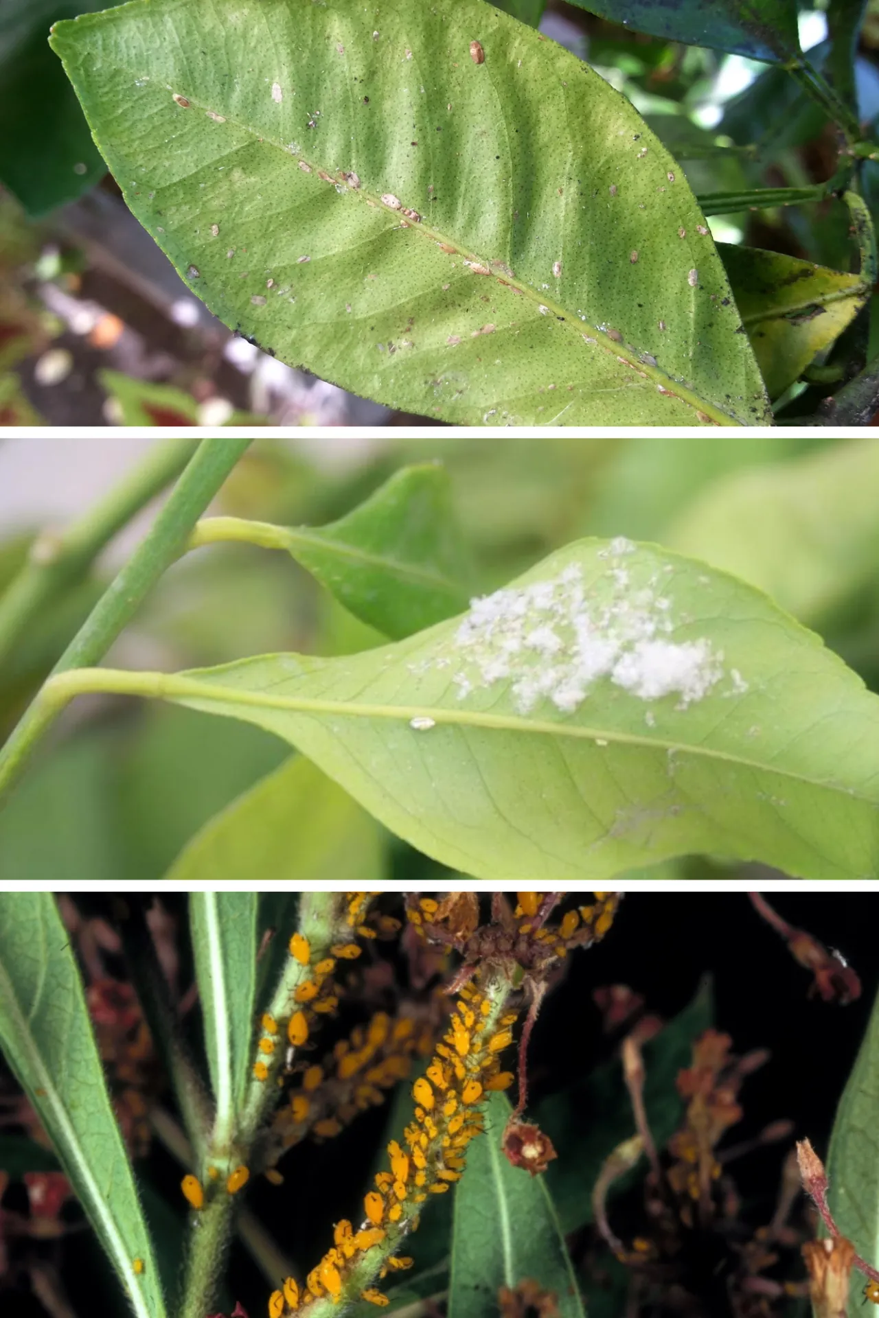 Top: Soft scale on the underside of a citrus leaf with a little sooty mold showing on the edges of the leaf. Middle: Wooly whitefly on the underside of a citrus leaf Bottom: Golden-colored aphids congregating in large numbers sucking on the stems of milkweed