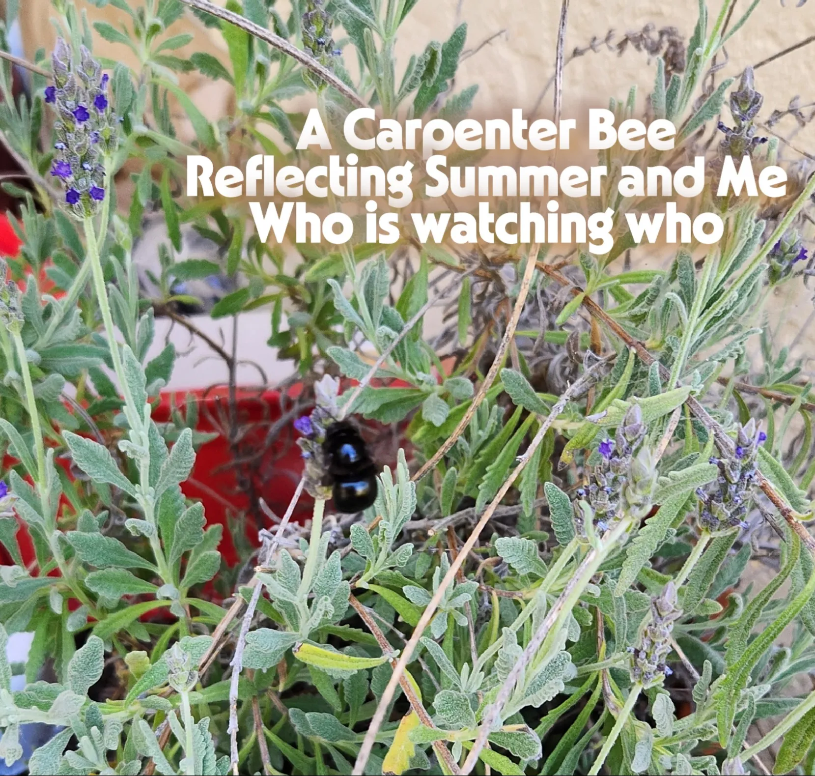 black carpenter bee on flowers