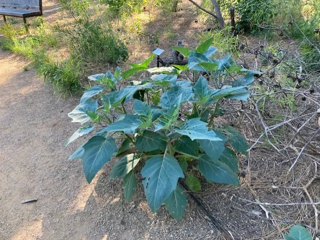 trumpet looking flowers over big leaves