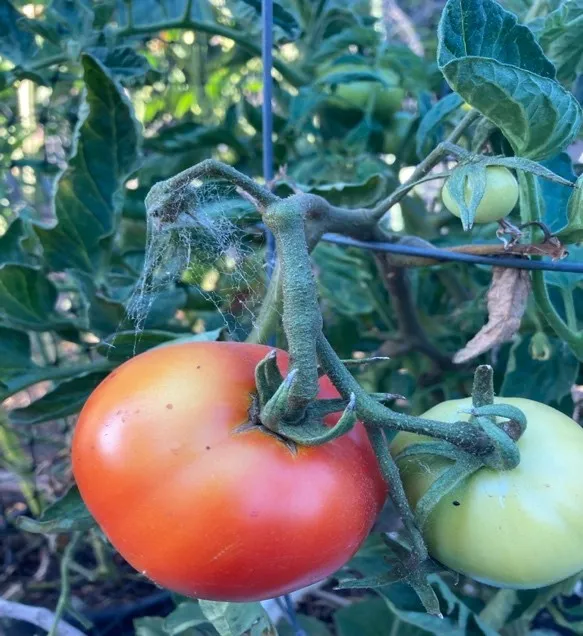a red tomato and a green, unripe tomato
