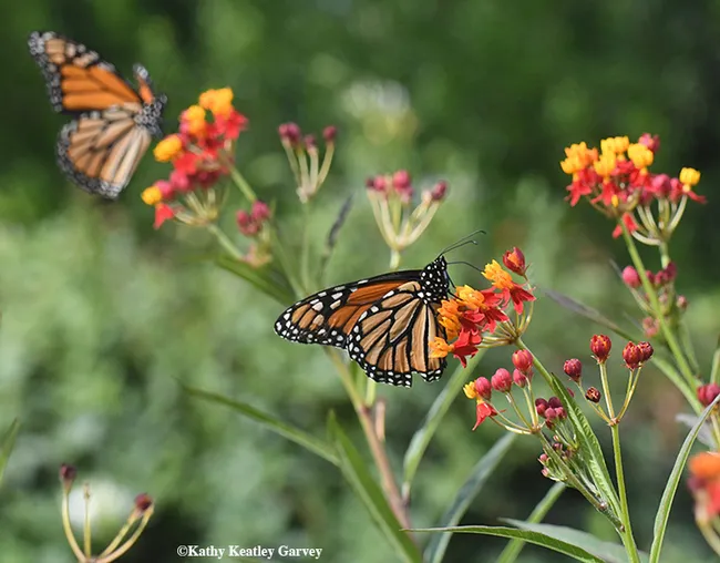 Two monarch butterflies on tropical milkweed in a pollinator garden in Vacaville, Calif. (Photo by Kathy Keatley Garvey)