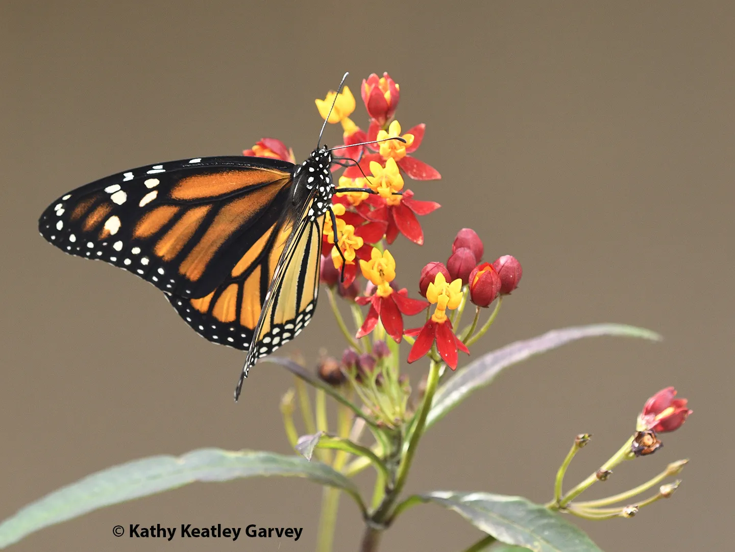 A monarch butterfly foraging on tropical milkweed. (Photo by Kathy Keatley Garvey)