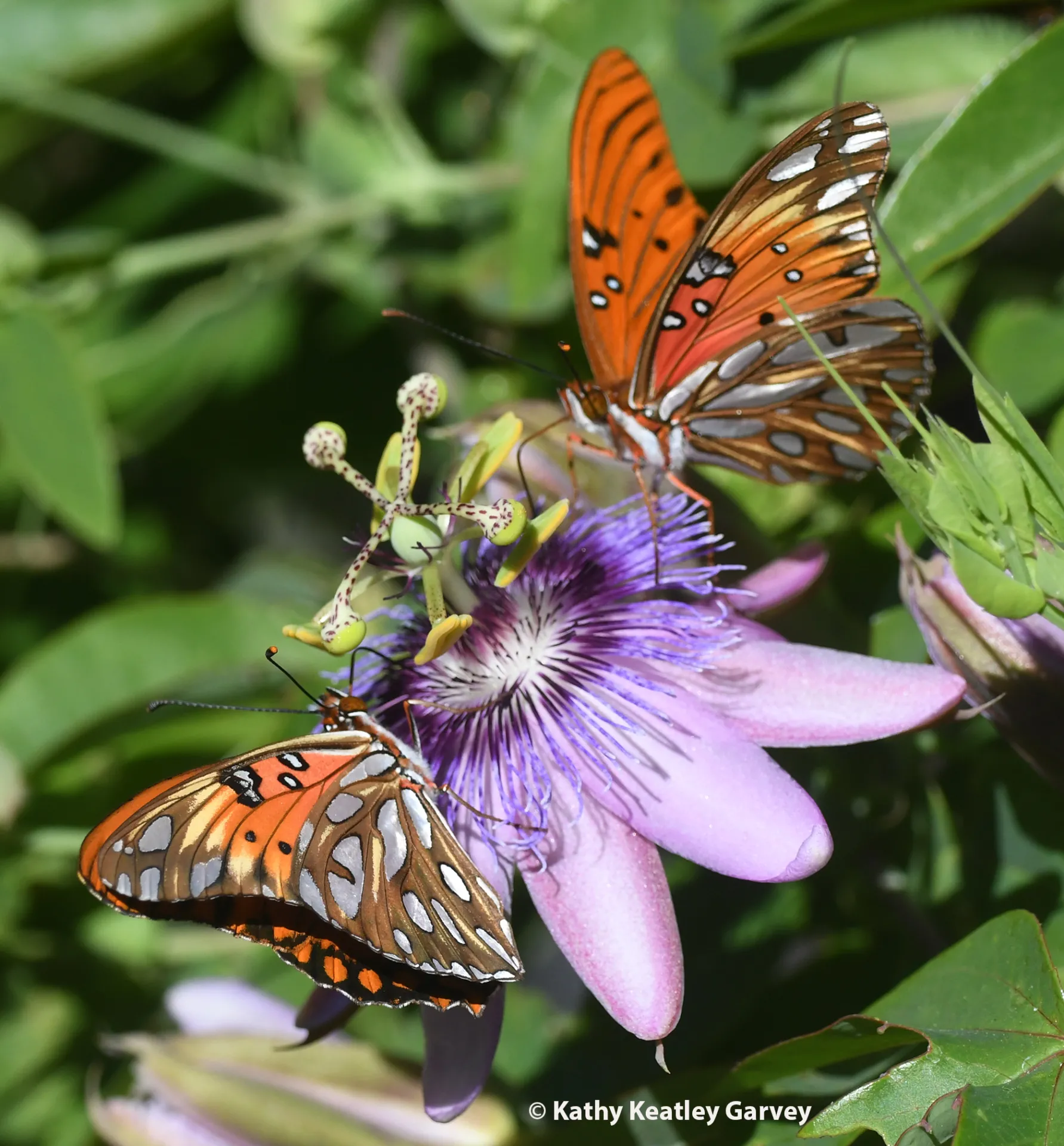 Gulf Fritillaries on a passion flower vine. (Photo by Kathy Keatley Garvey)