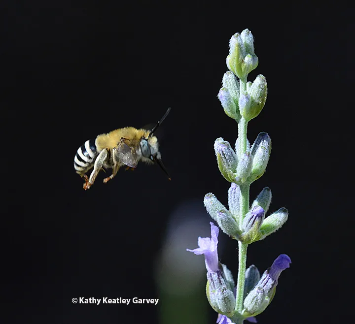 Anthophora urbana heading for a lavender blossom in Vacaville. (Photo by Kathy Keatley Garvey)