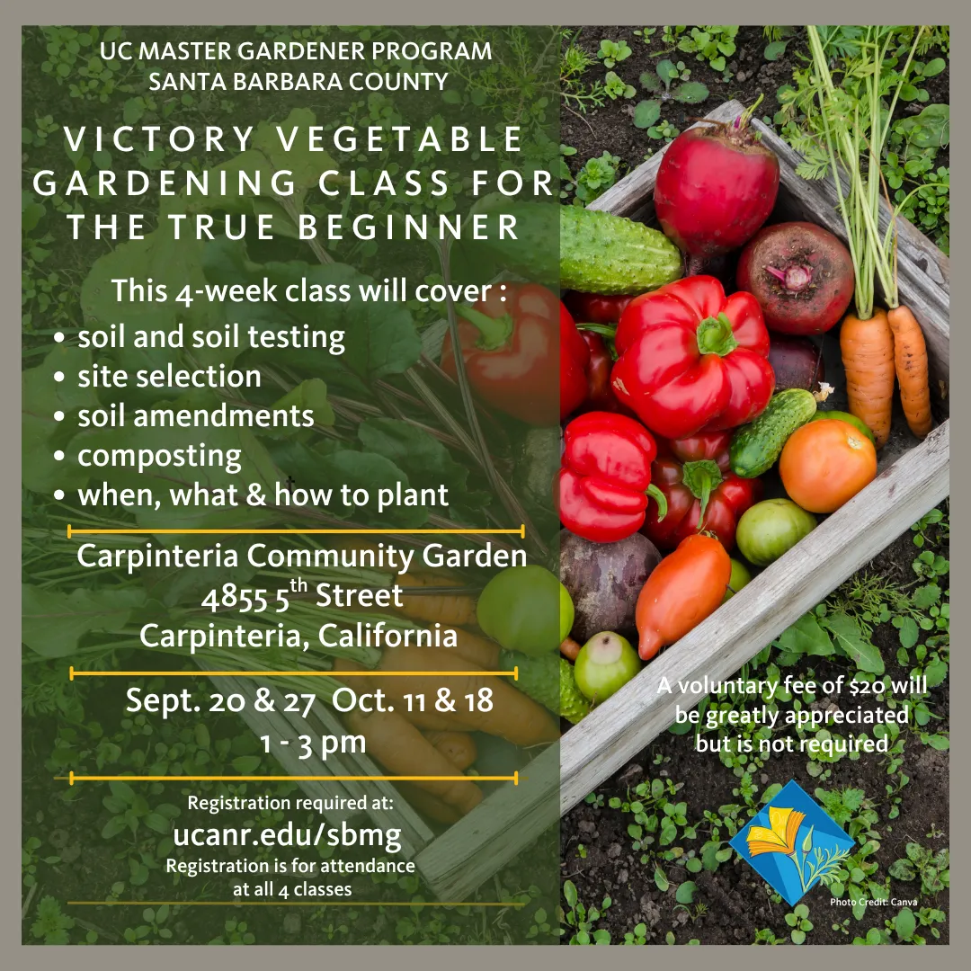 Picture of fresh picked produce, tomatoes, carrots, and squash.