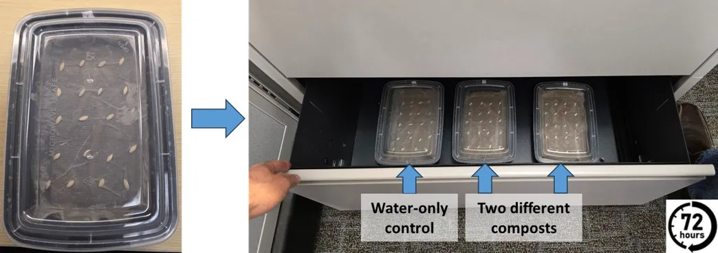 Incubating the containers with seeds
