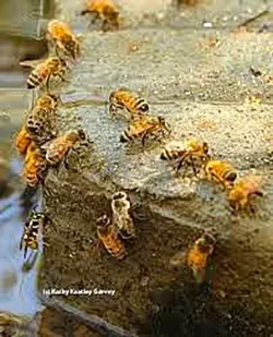 Honeybees and a Yellow Jacket at watering hole