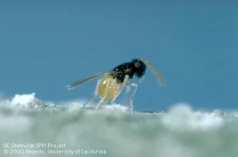 Encarsia inaron, a natural enemy of ash whitefly. Photo by Jack Kelly Clark.