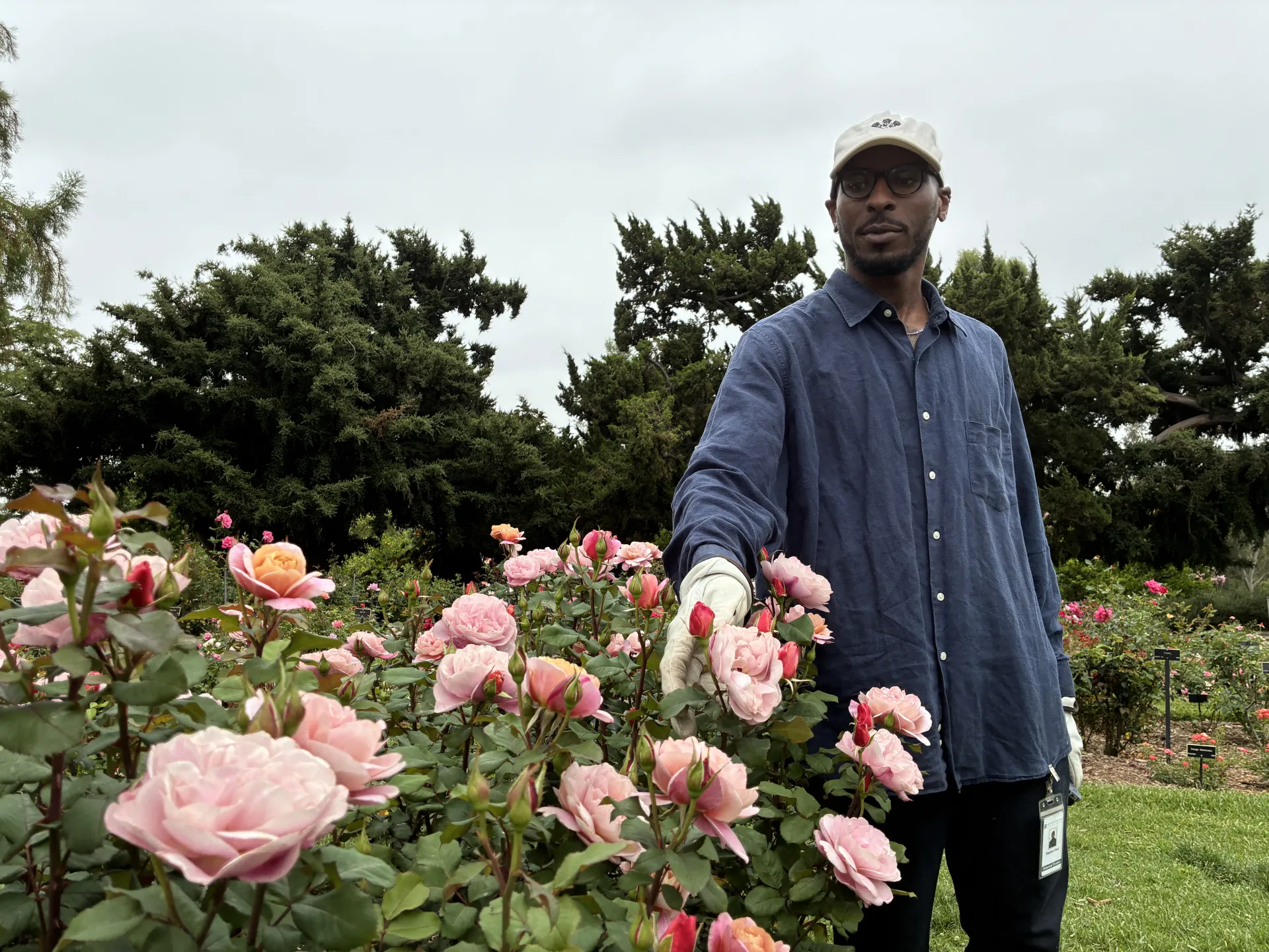 A man stands by pink roses in a garden.