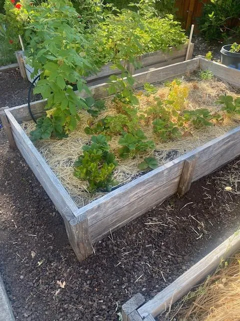 garden bed of strawberries