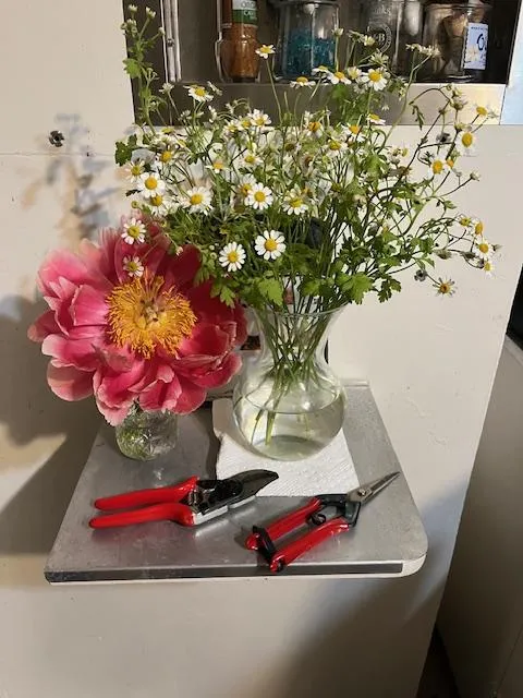 large pink peony next to a vase and hand shears