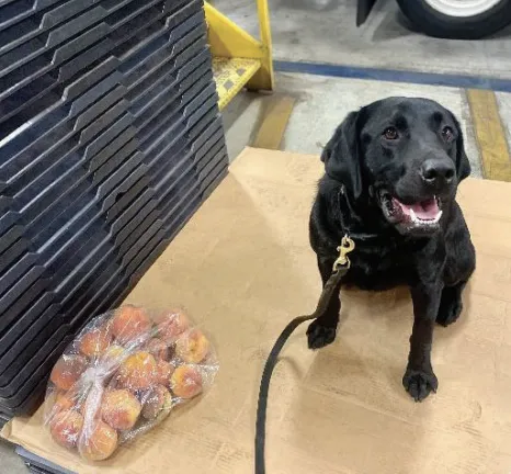 Black dog sitting with a plastic bag full of peaches on the ground