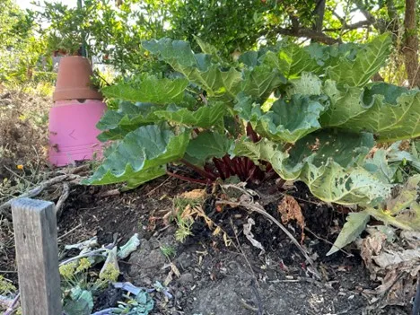 rhubarb plant with big leaves