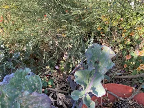 tree collard leavs with harlequin bugs on them