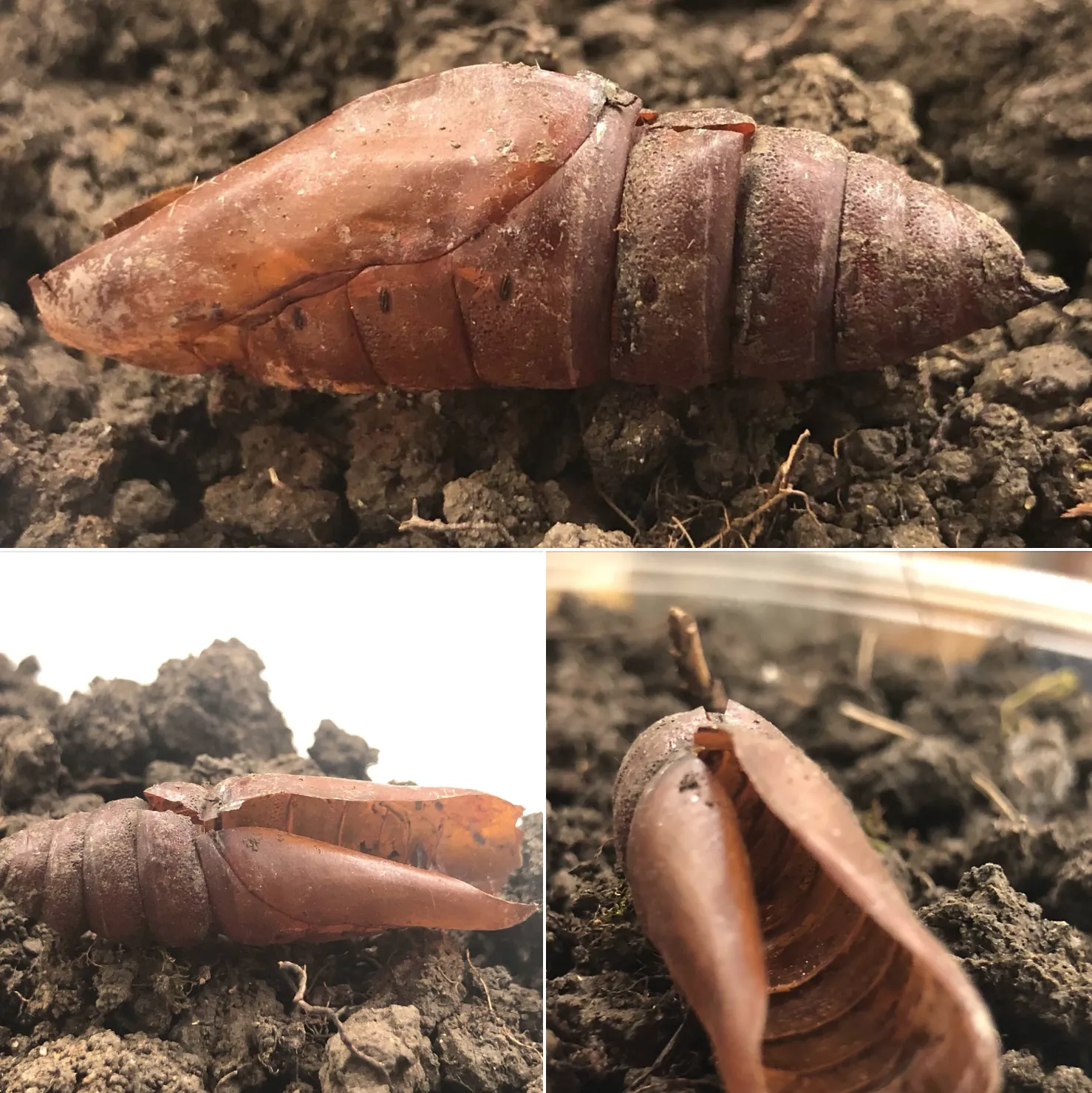 Pupa and pupa shell of tobacco hornworm. (Photos by Laurel Sexton)