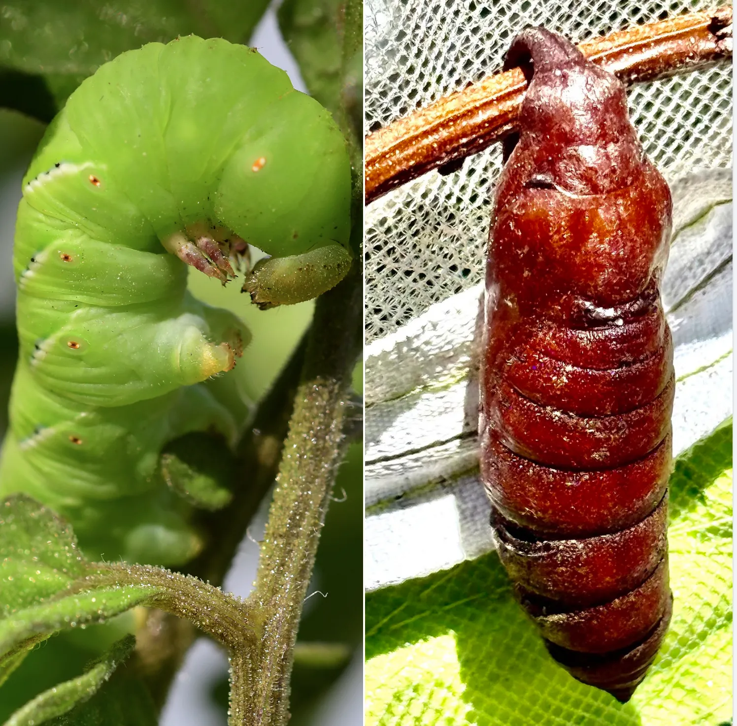 Larva and pupa of tobacco hornworm. (Photos by Kathy Keatley Garvey)