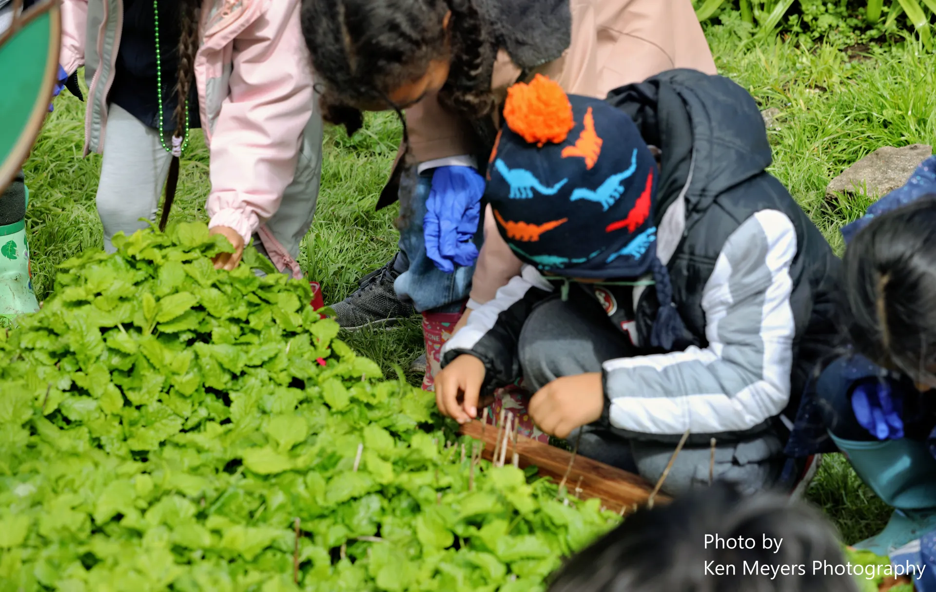 Smelling Lemon Balm
