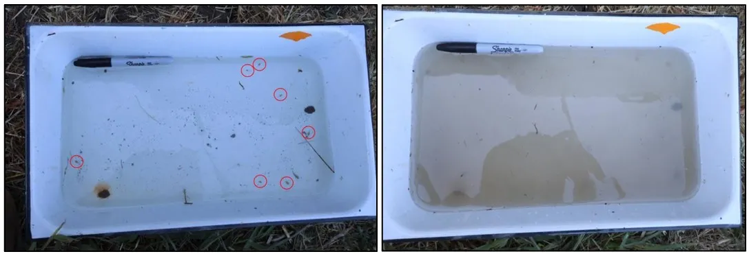 tadpole shrimp observed in tubs