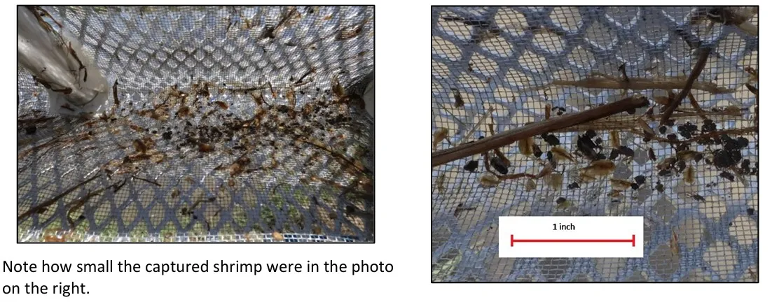 tadpole shrimps in scooper